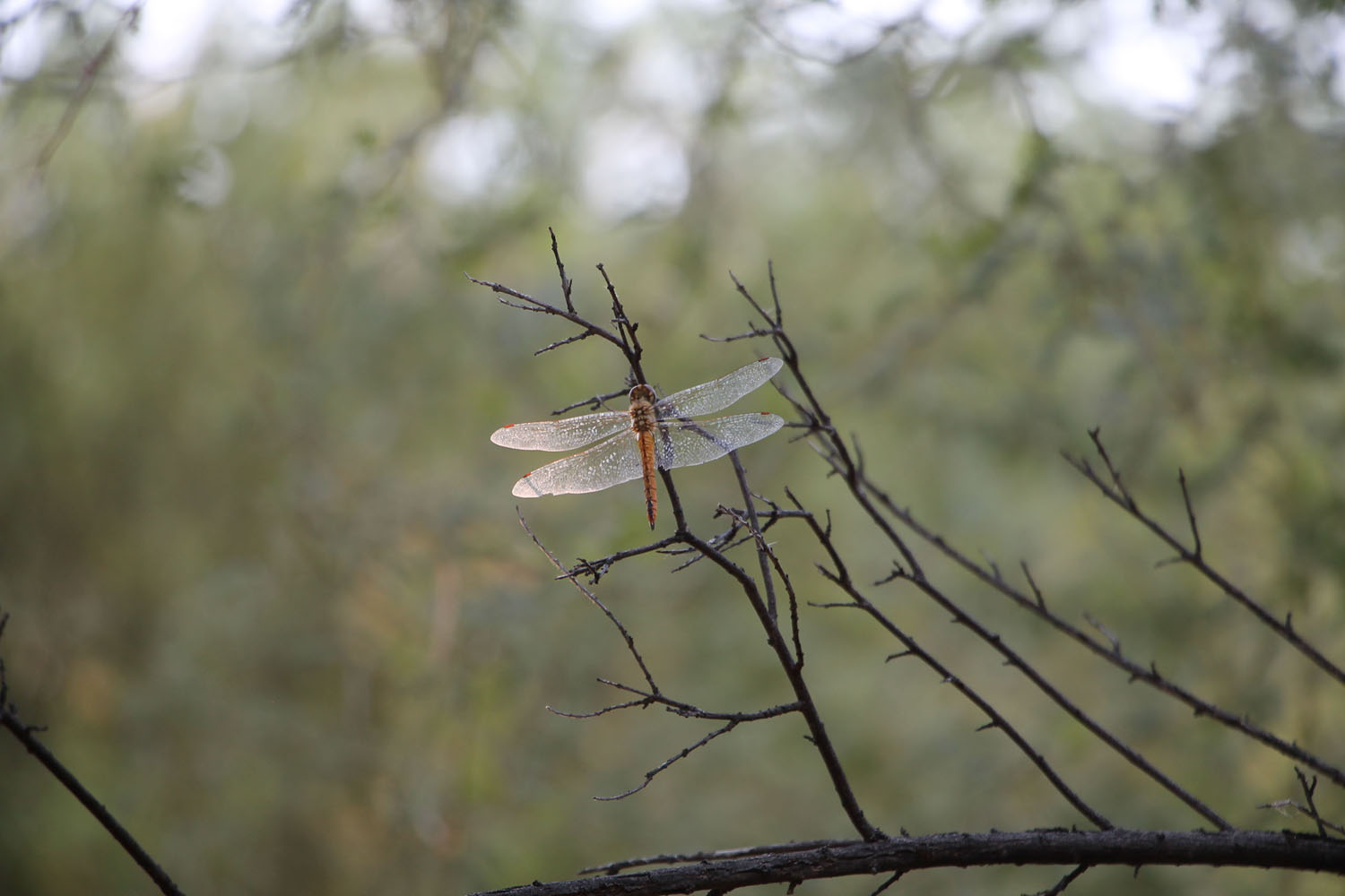 Horsefly on a branch