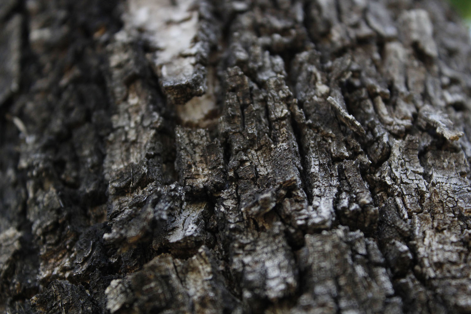 Tree Bark