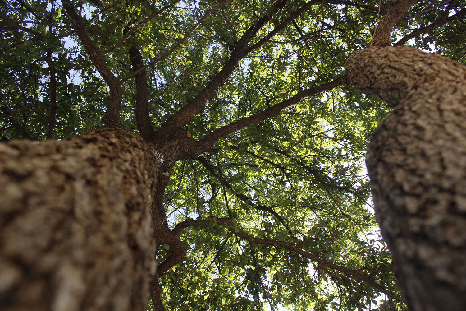 Tree Trunk looking straight up