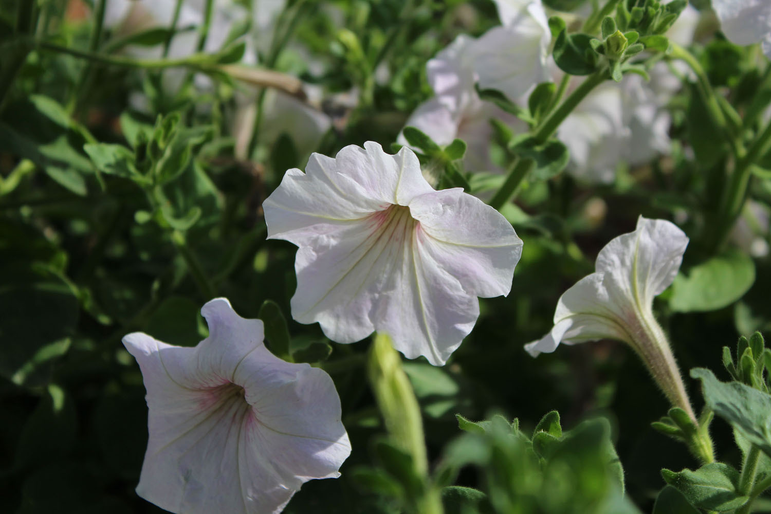 White Flowers