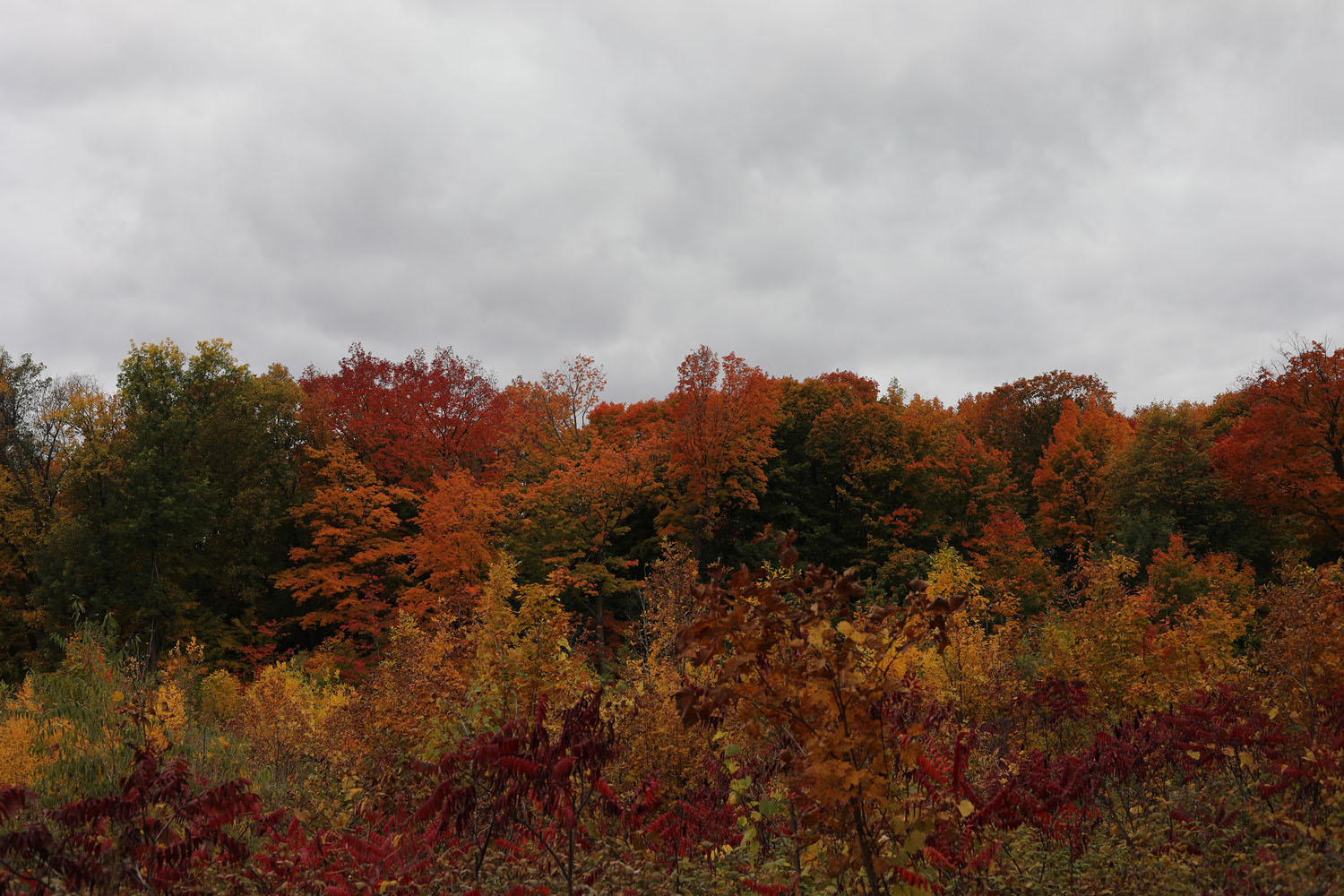 Tree line in fall colors