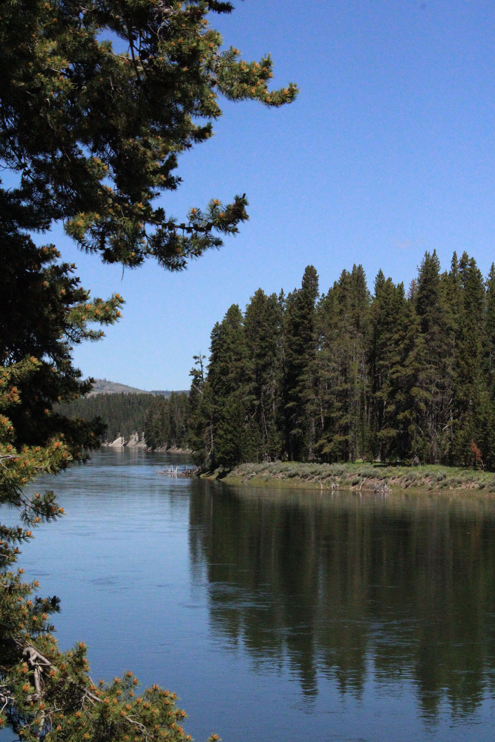 Northern Arizona Pine Trees