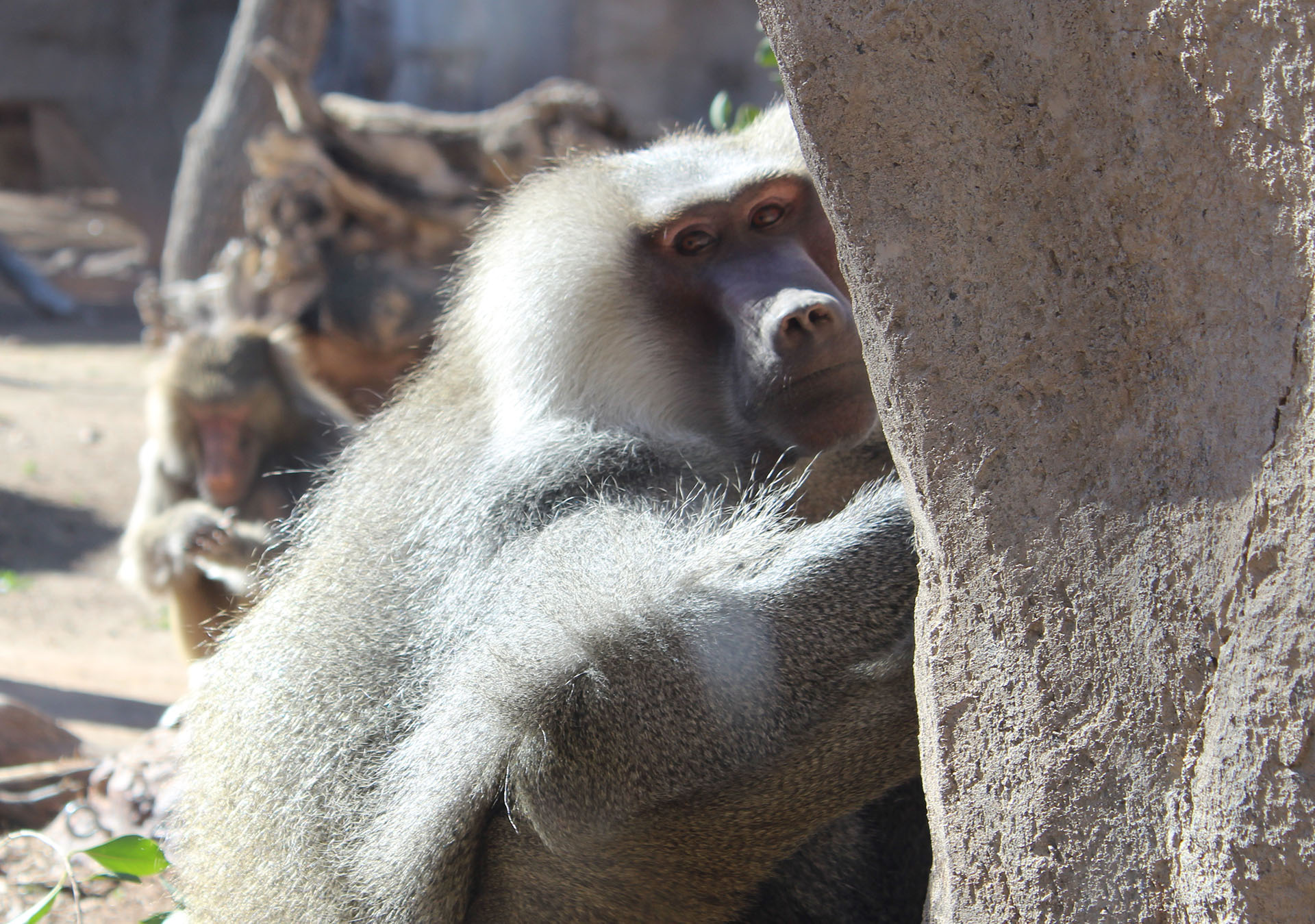 Baboons eyes at the Phoenix Zoo