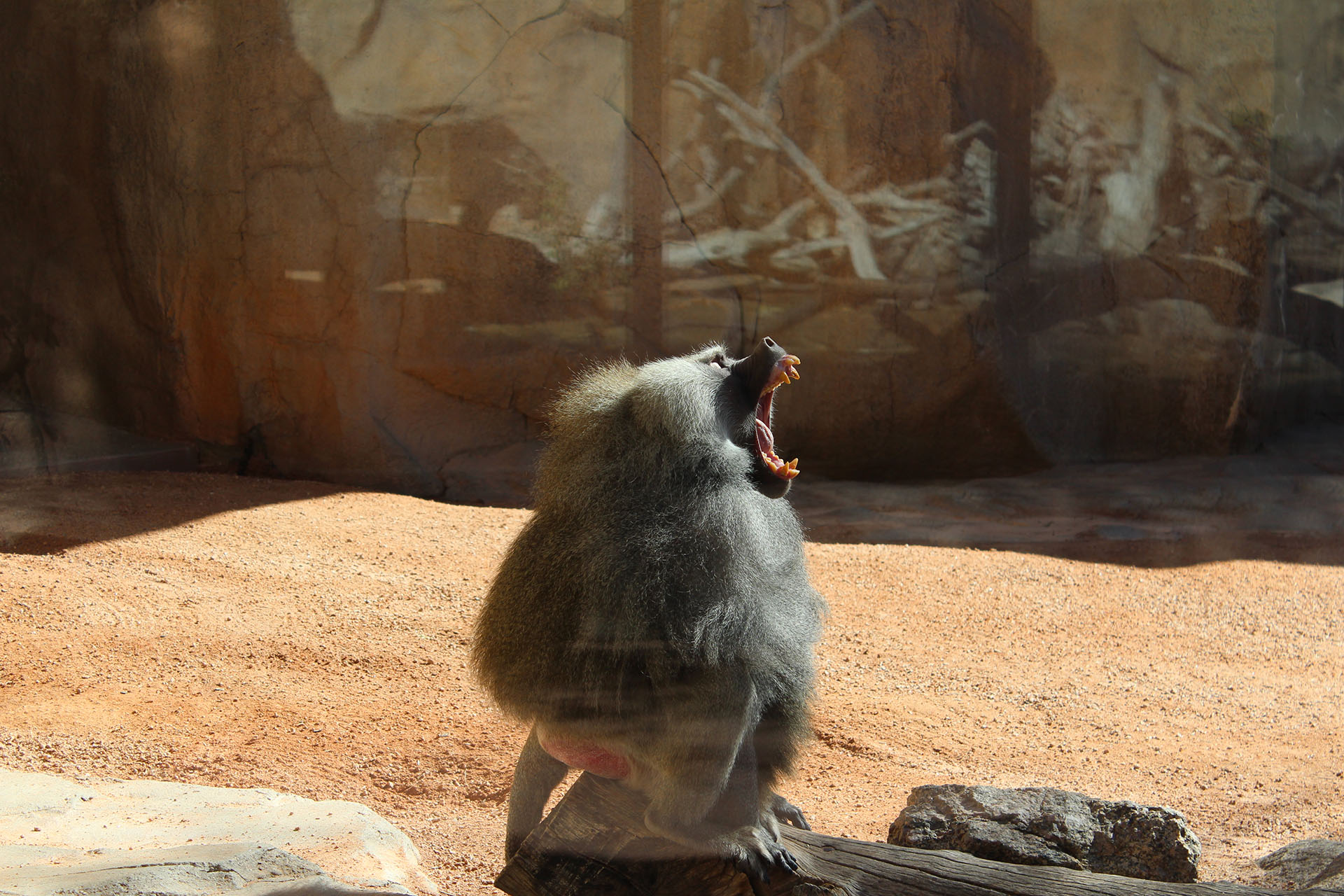 Yawning Baboon at the Phoenix Zoo