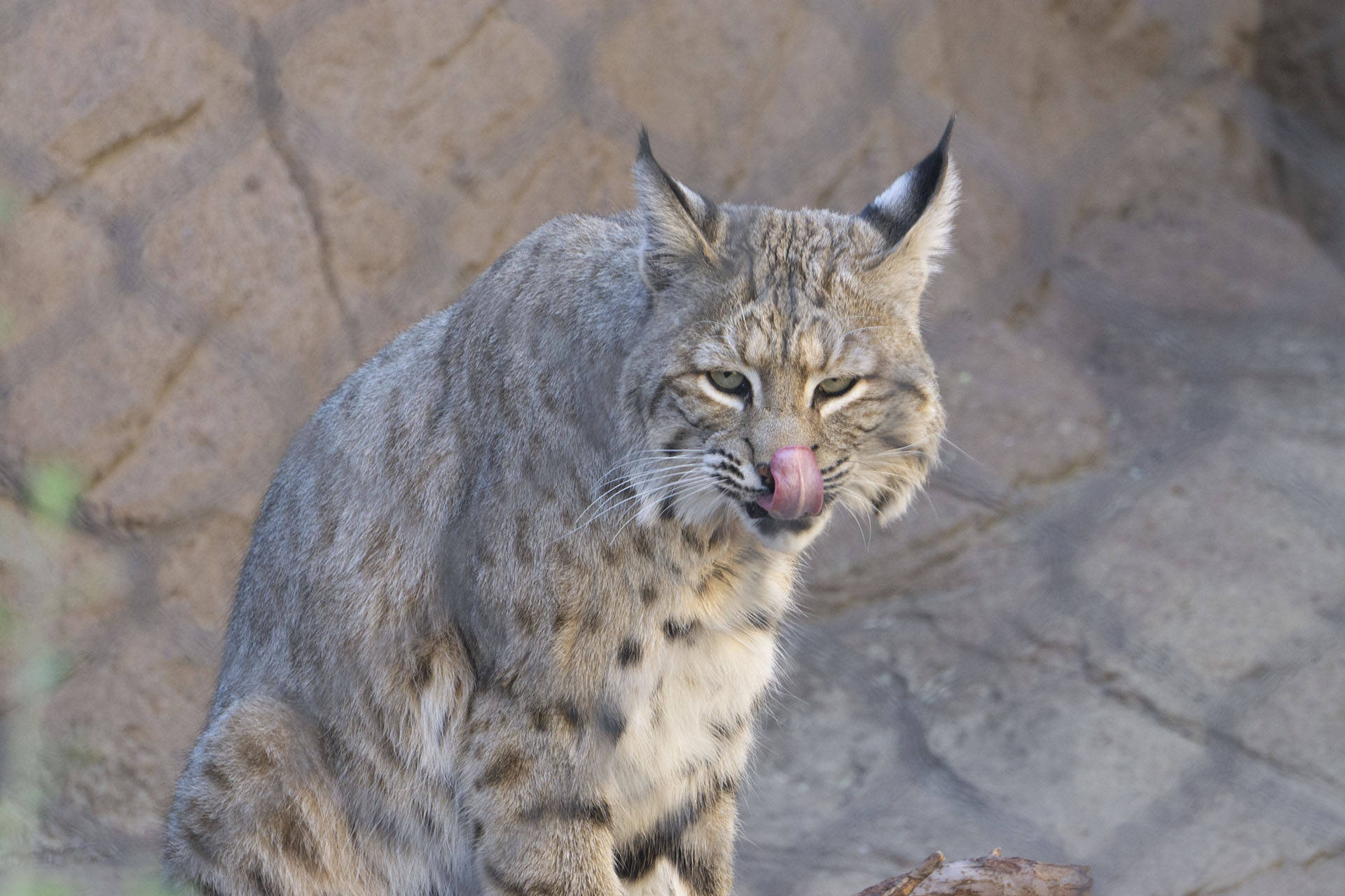 Bobcat at the zoo