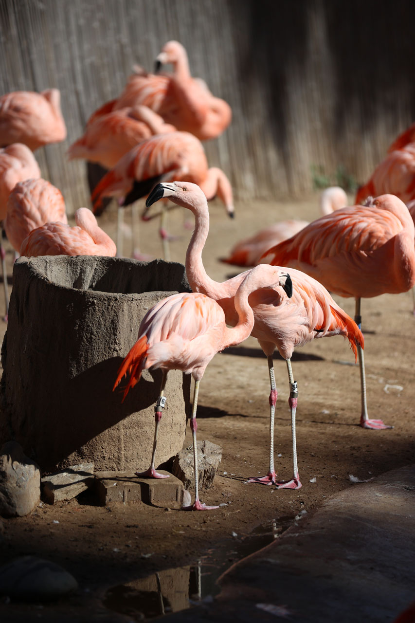 Flamingos at the Zoo eating breakfast