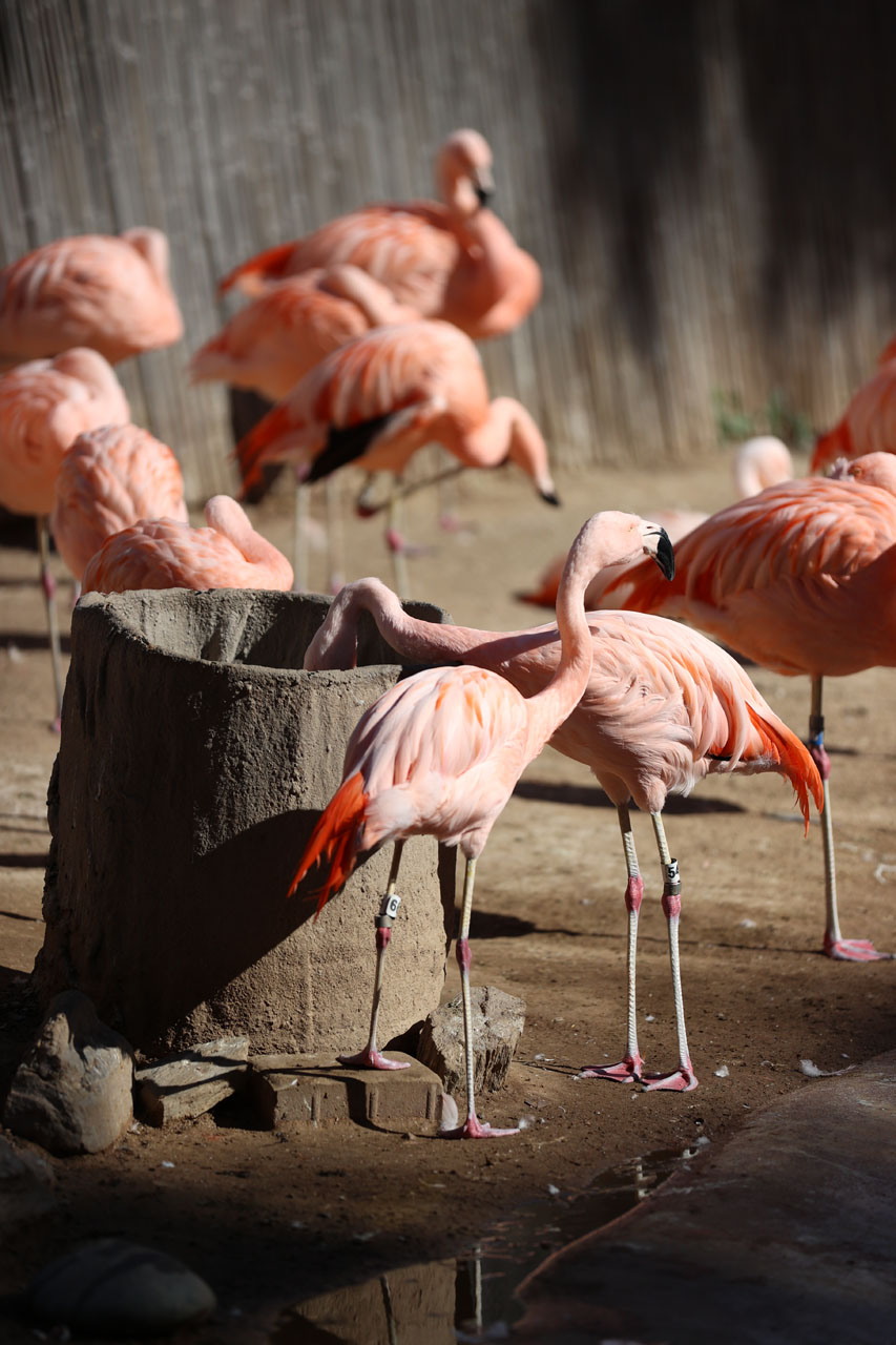 Flamingos eating at the Phoenix Zoo