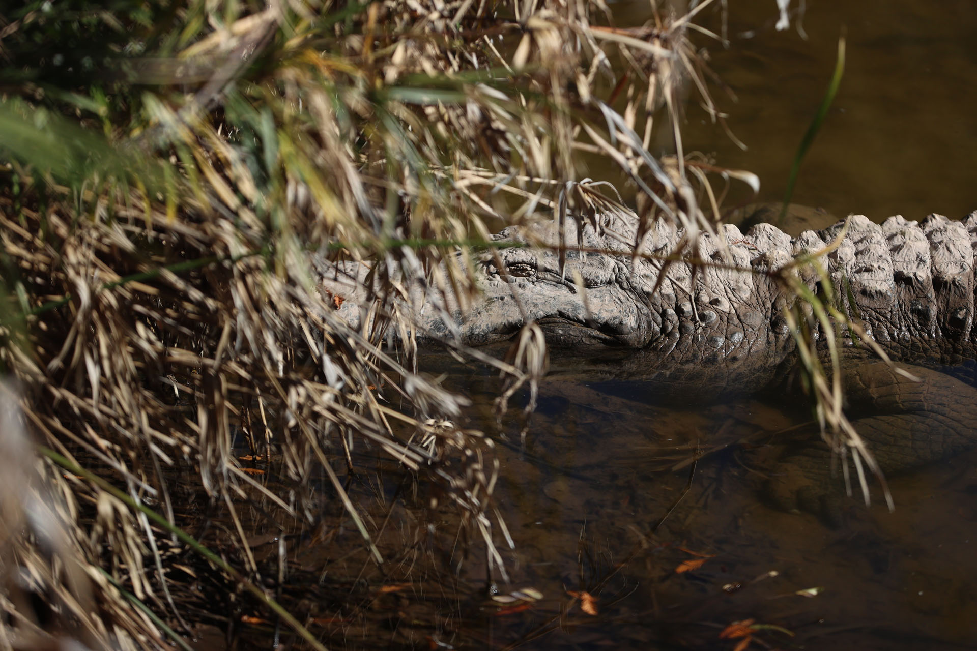 Gator hiding in the brush