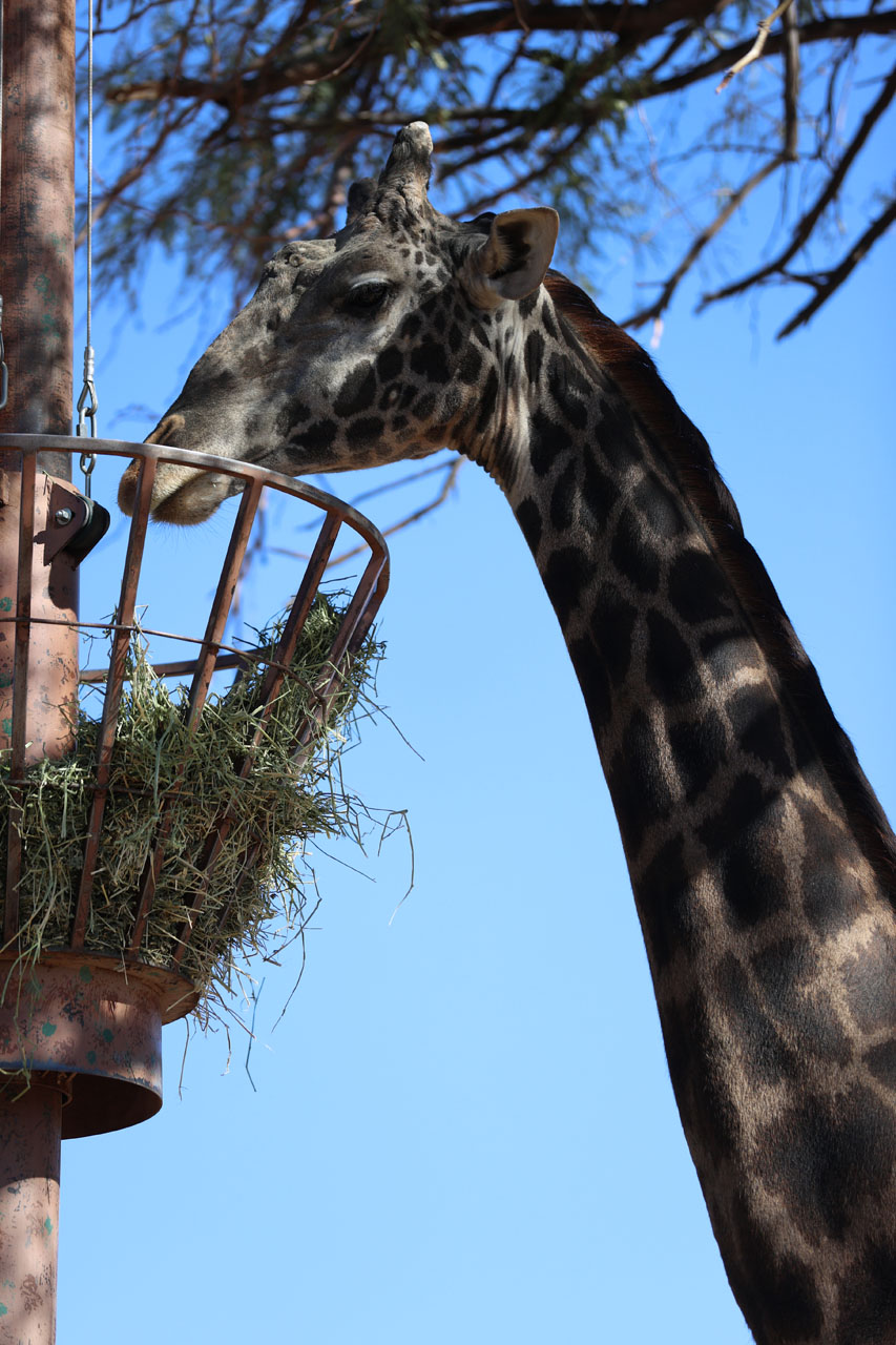 Giraffe eating some food at the Phoenix Zoo