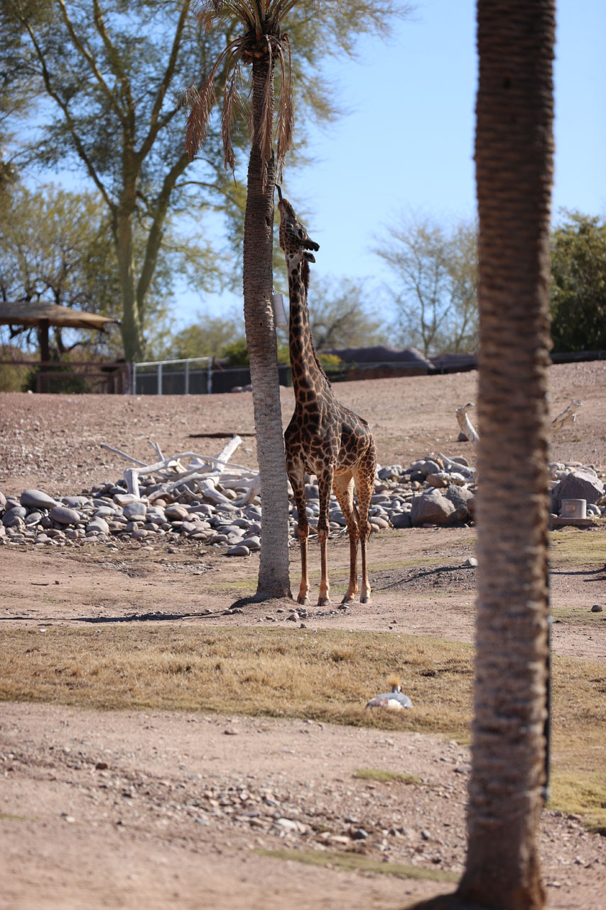 Giraffe with his tongue out