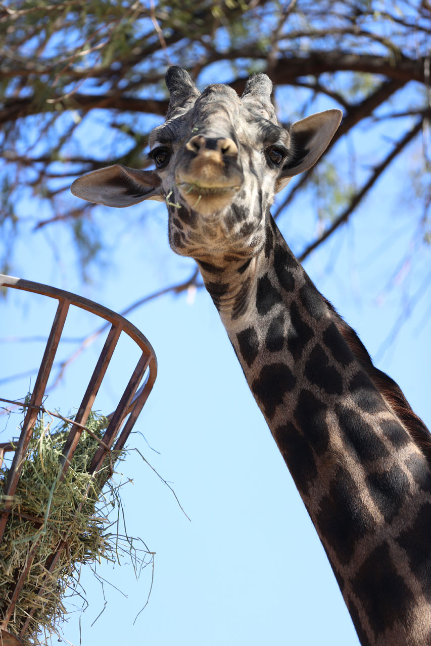 A giraffe posing for the camera at the Phoenix Zoo