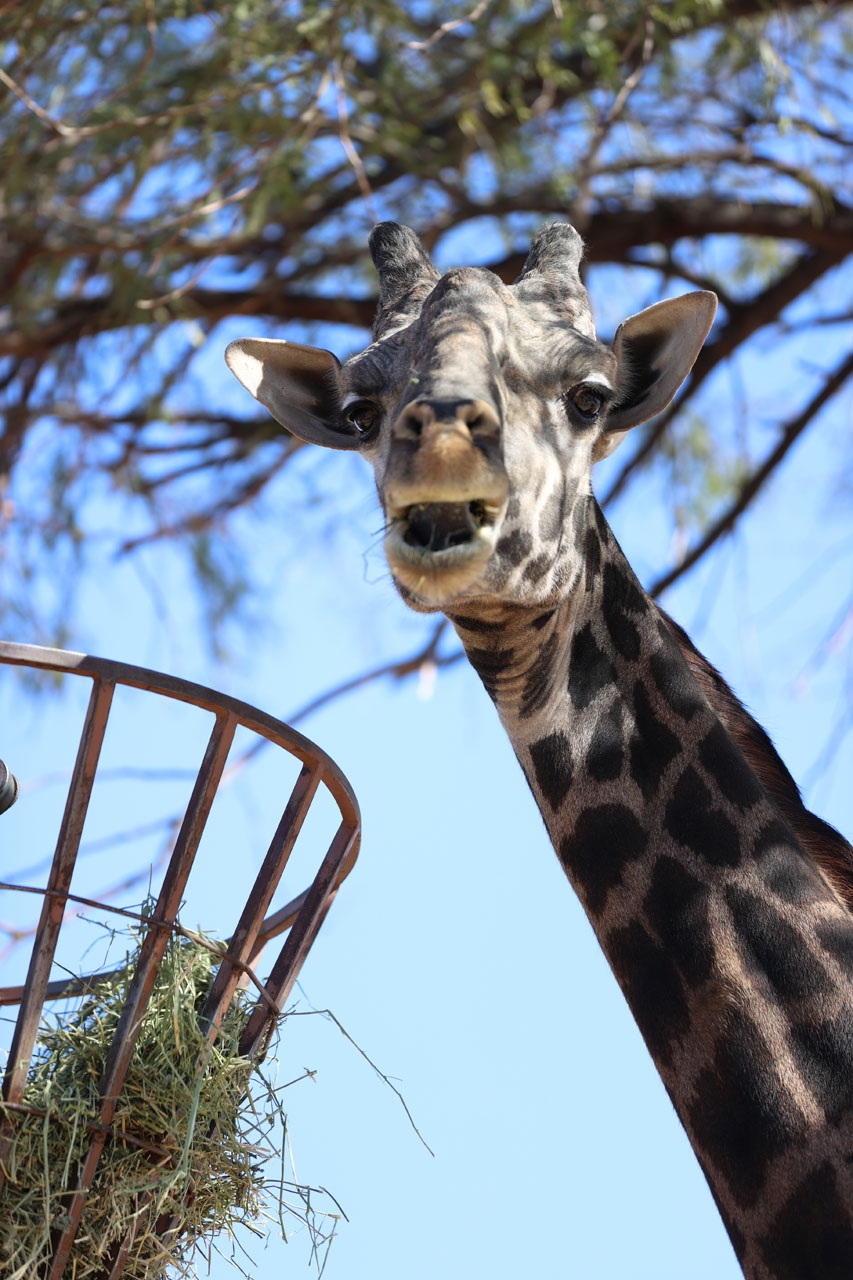 Giraffe eating at the Phoenix Zoo