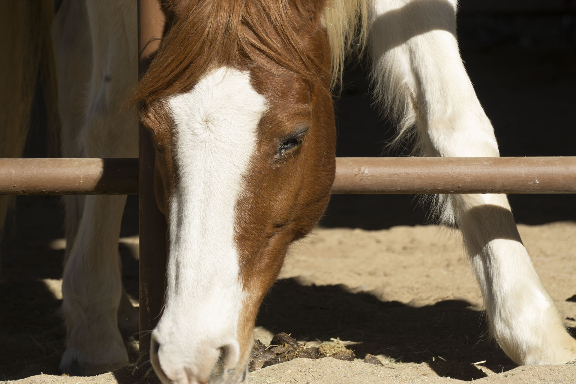 A horse eating at the Phoenix Zoo