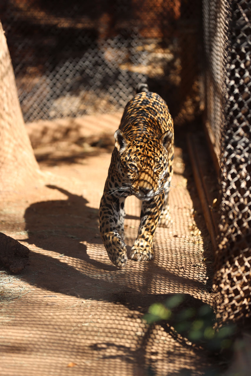 Jaguar in the sun