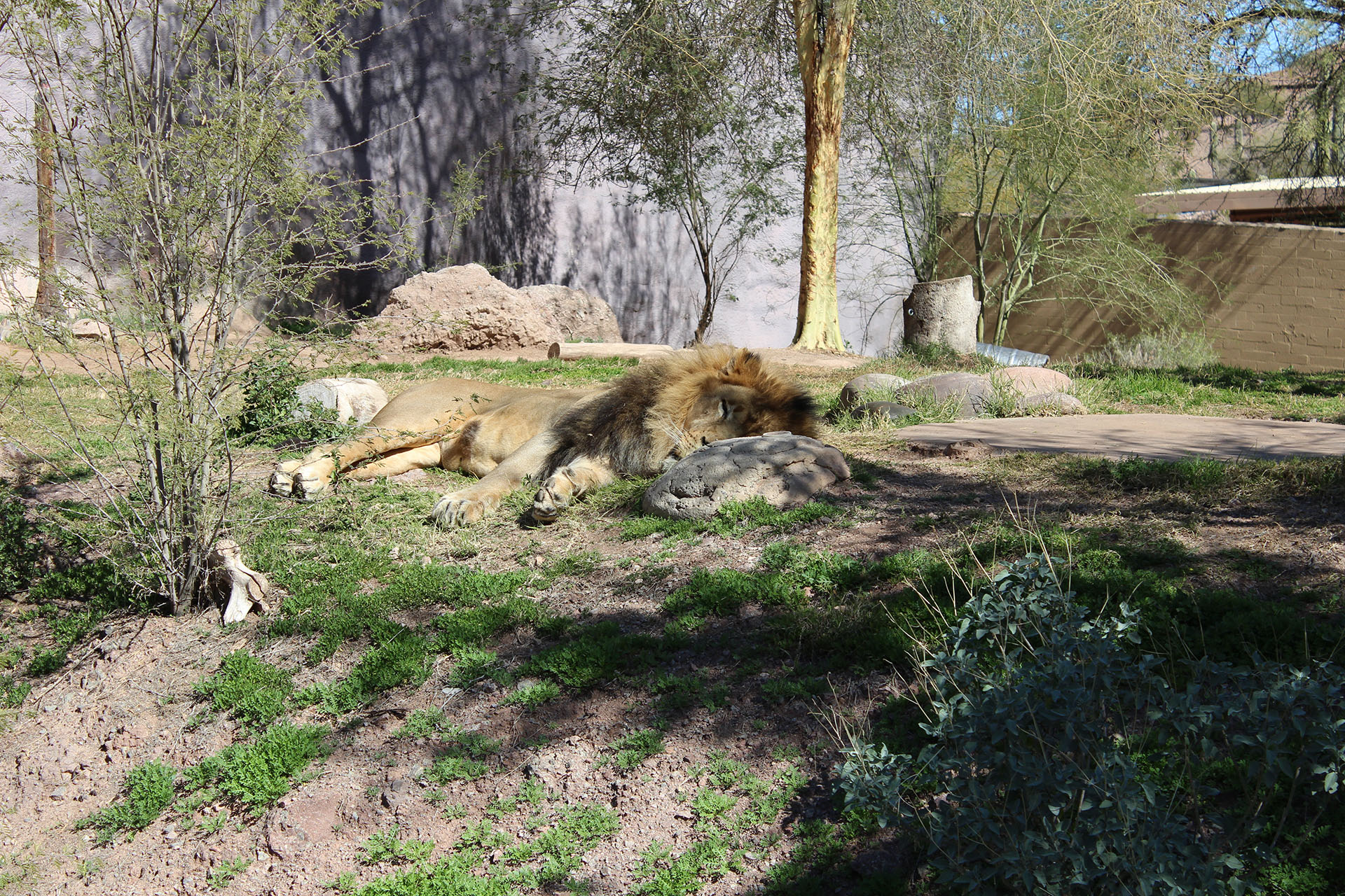 Lion sleeping at the Phoenix Zoo