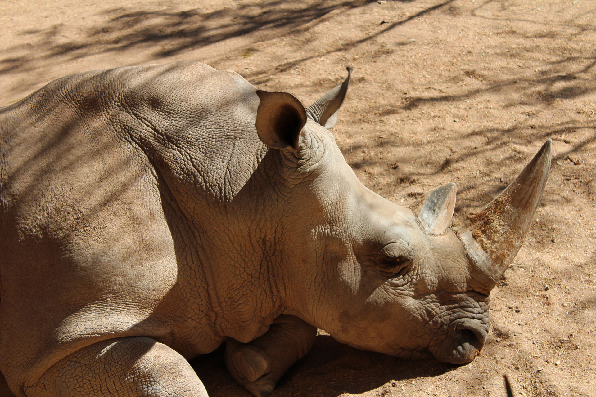 Rhino Sleeping in the sun