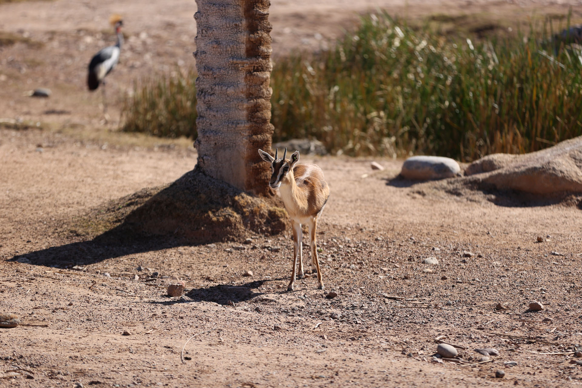 Small Deer at the Phoenix Zoo