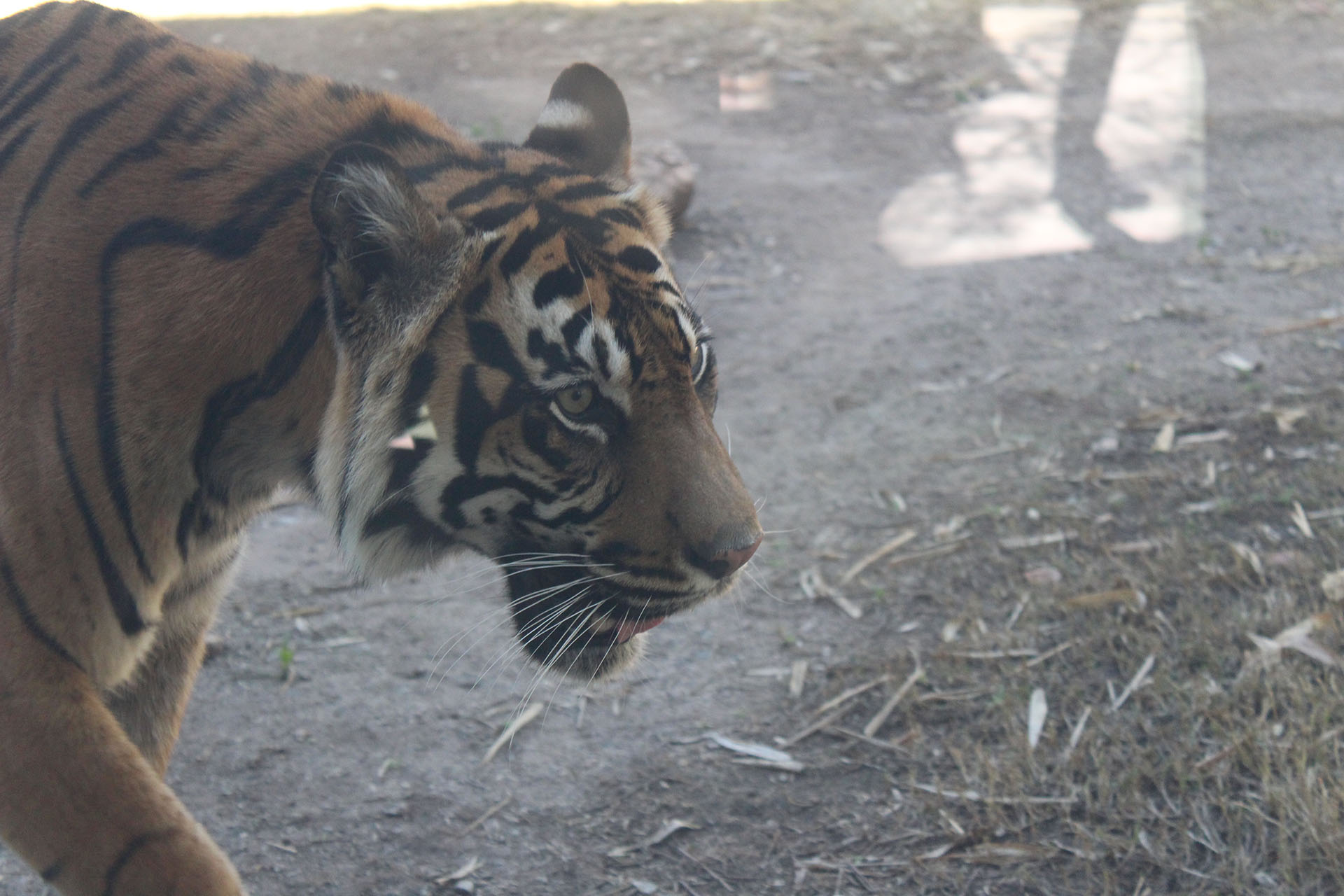 Tiger walking around at the zoo