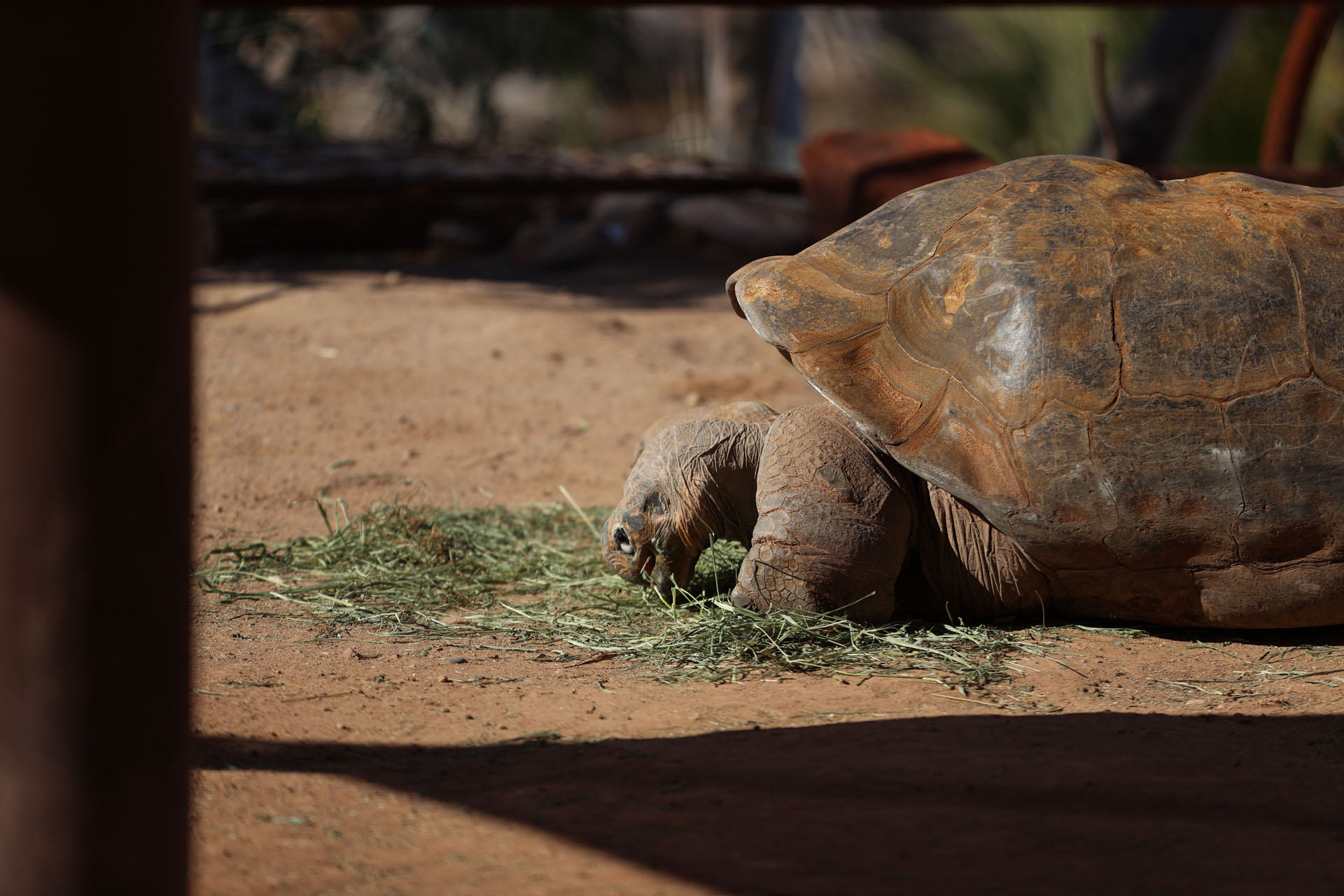 Tortoise eating some grass