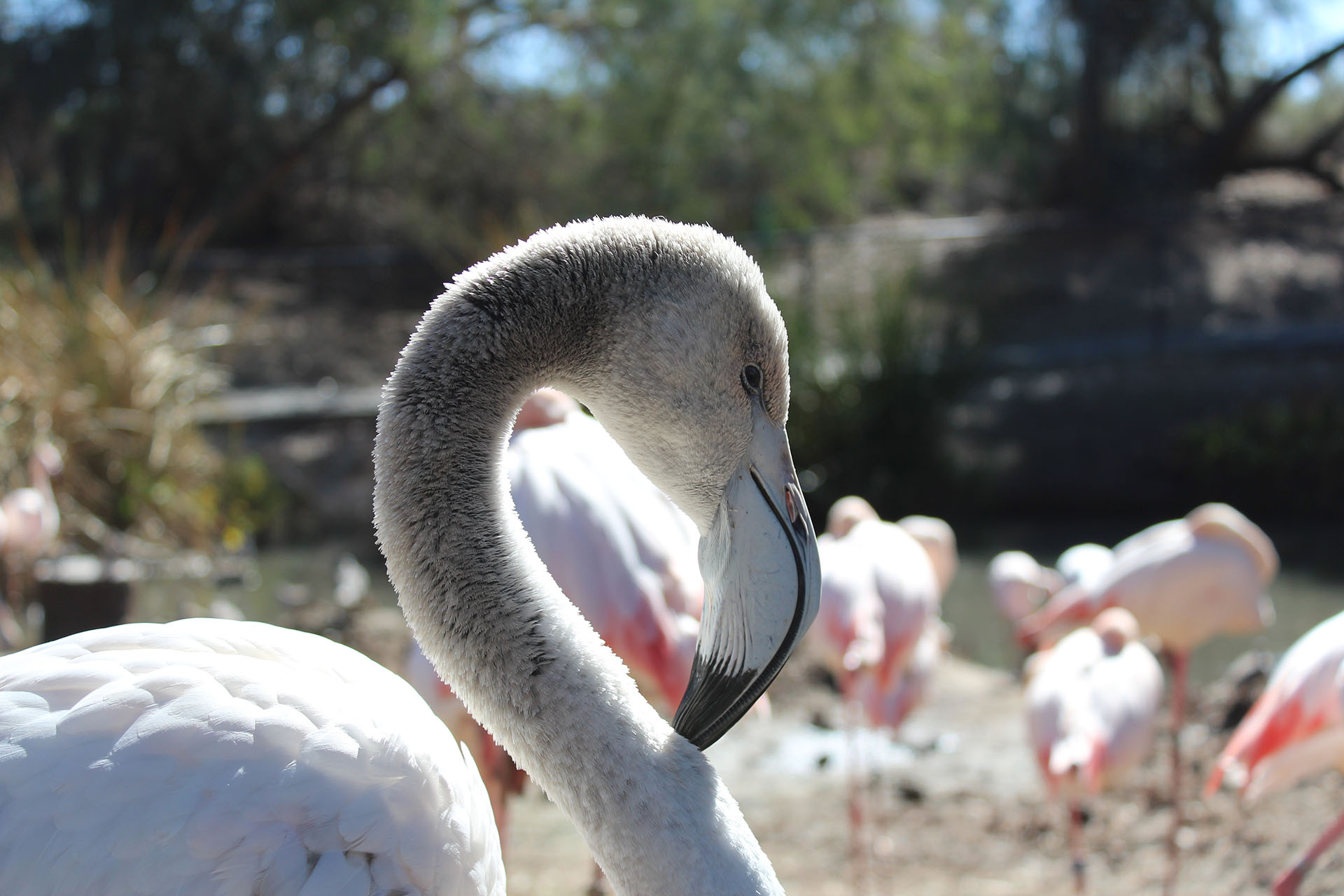 Flamingo in the sun