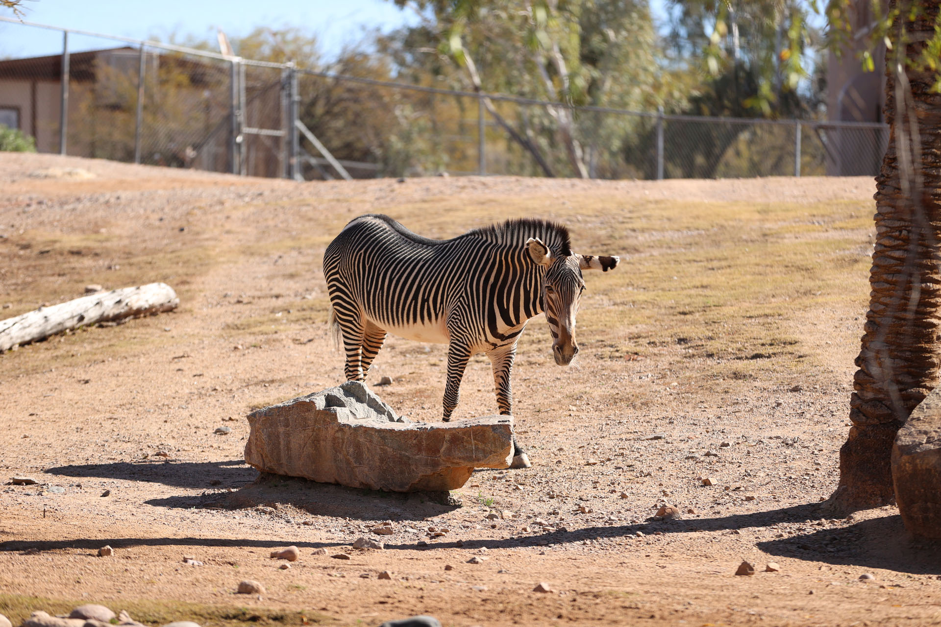 Zebra walking around in the morning