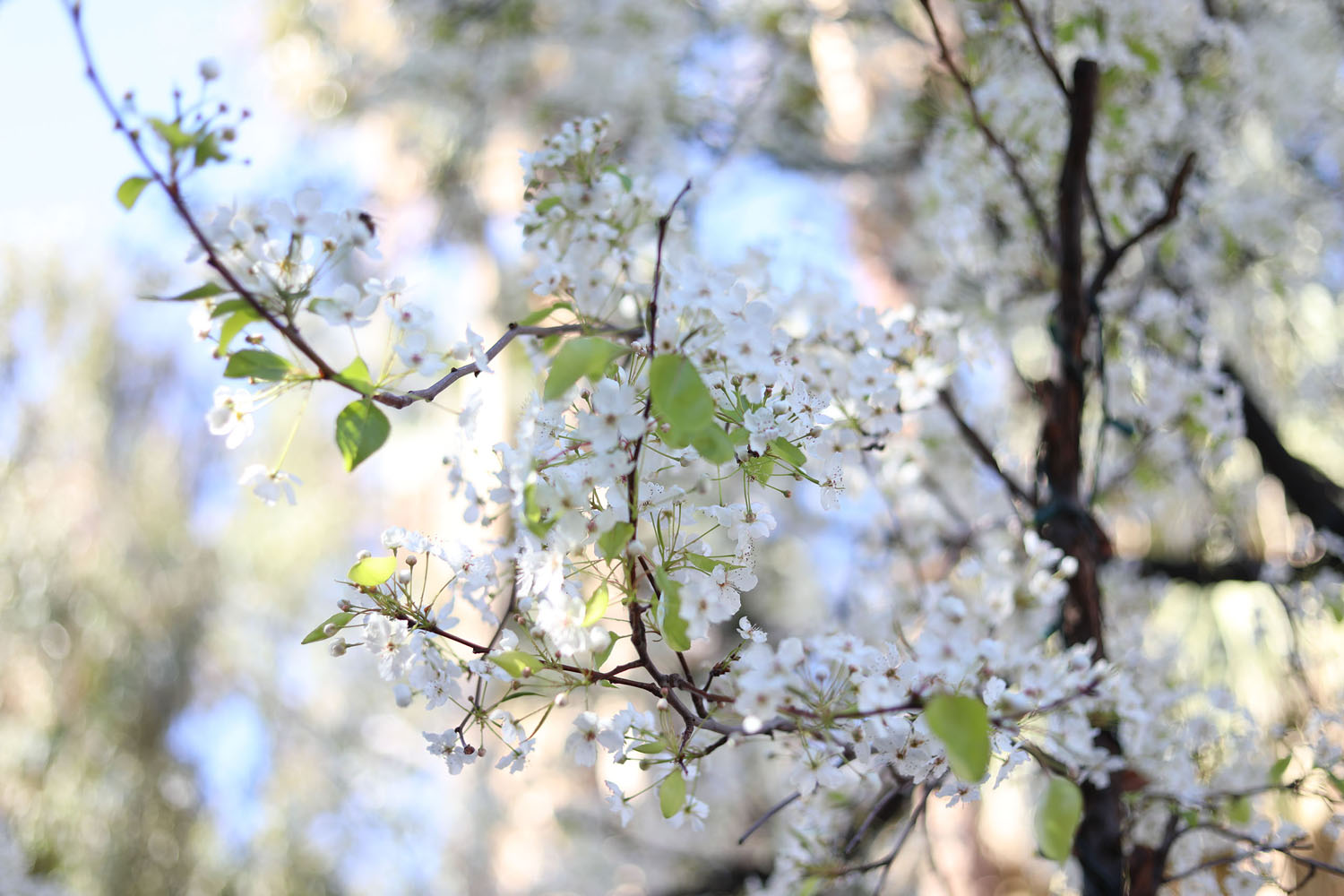 Tree in full bloom