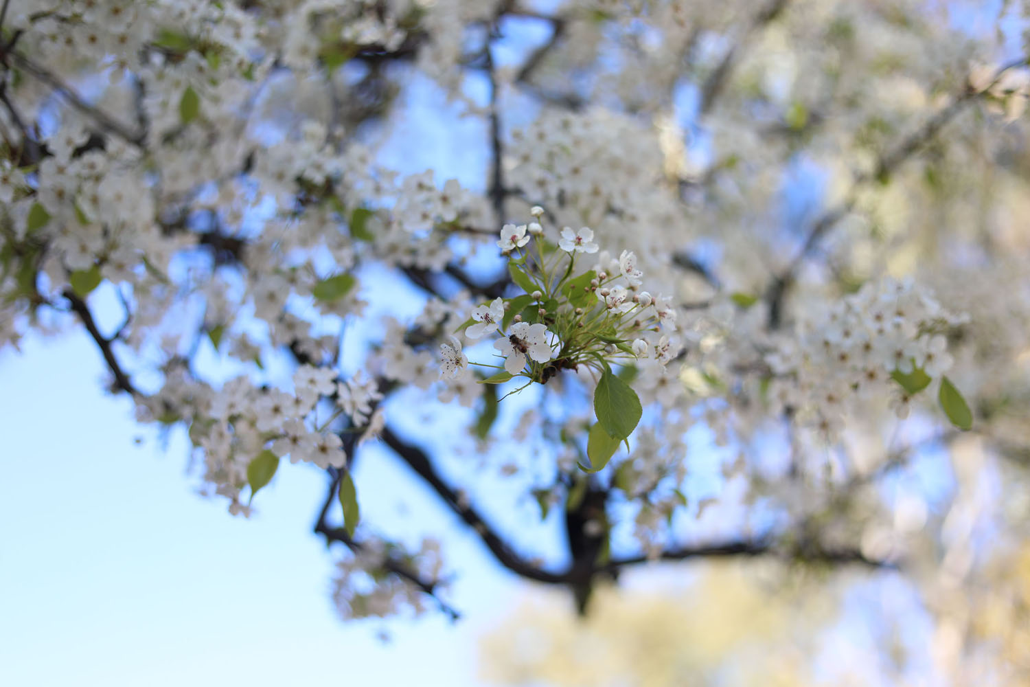 Tree in full bloom