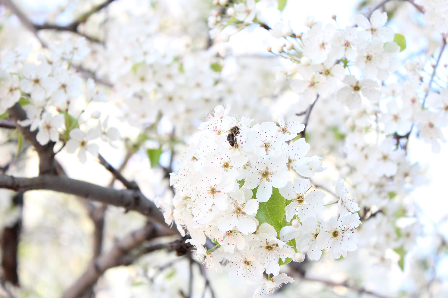 Bee on a white flower