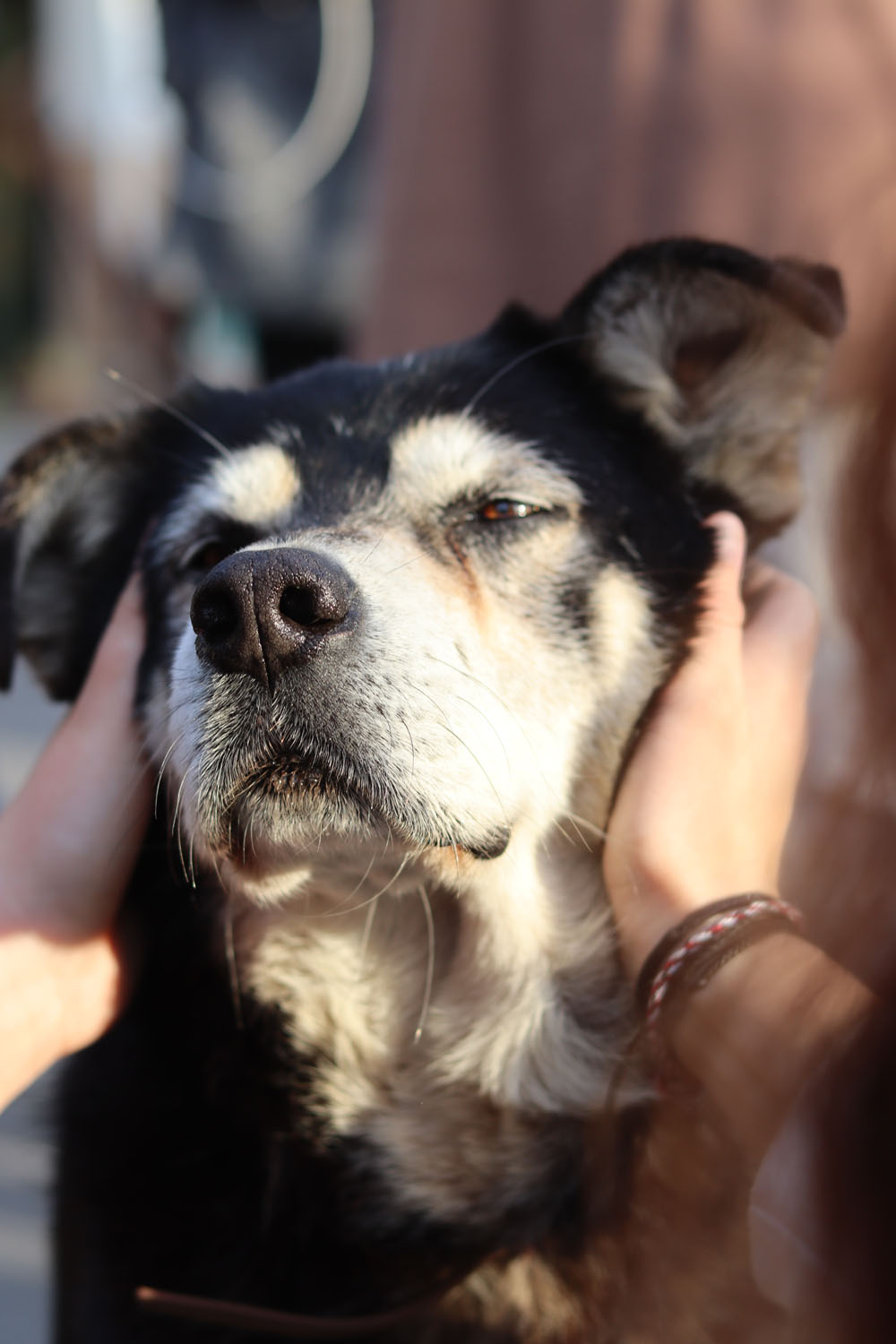 Dog asking for pets