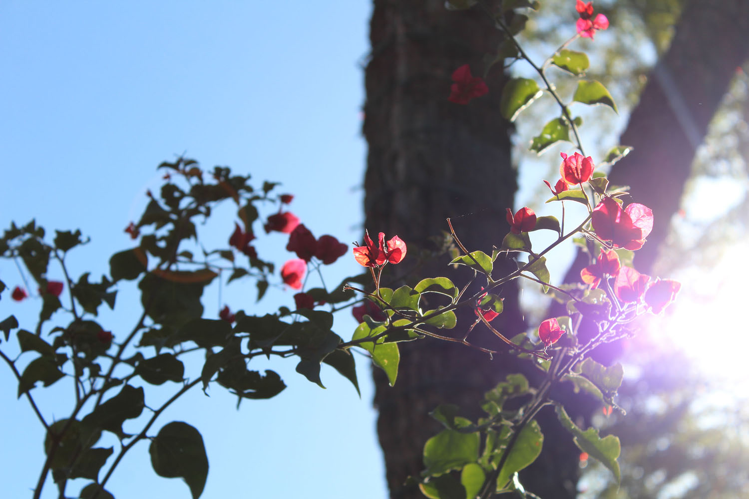 Flowers in sunlight