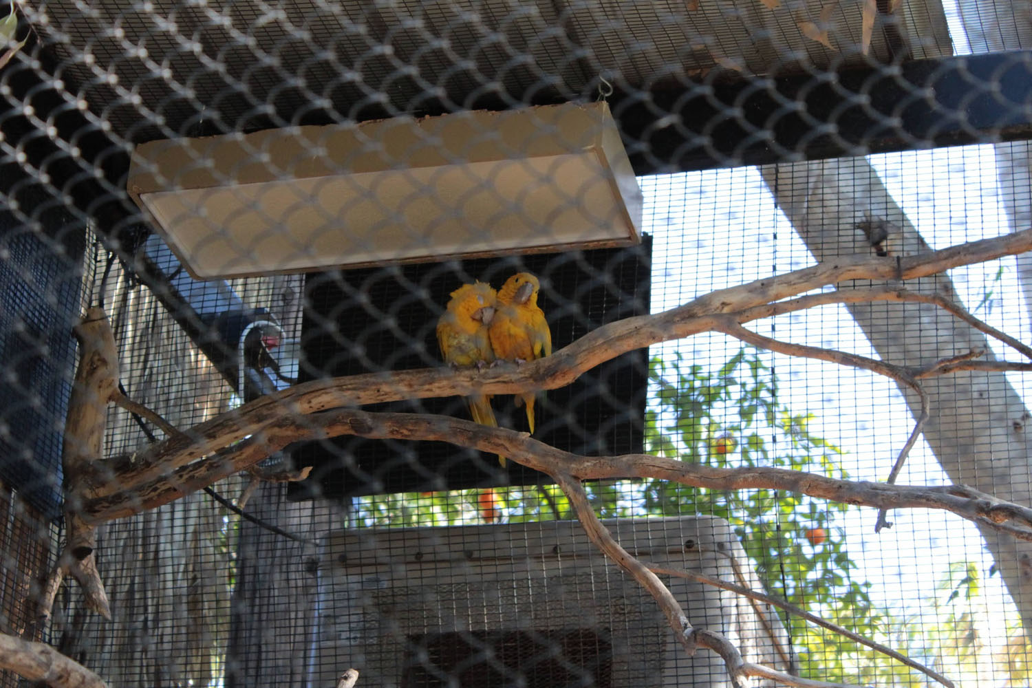 Two love birds at the Phoenix Zoo