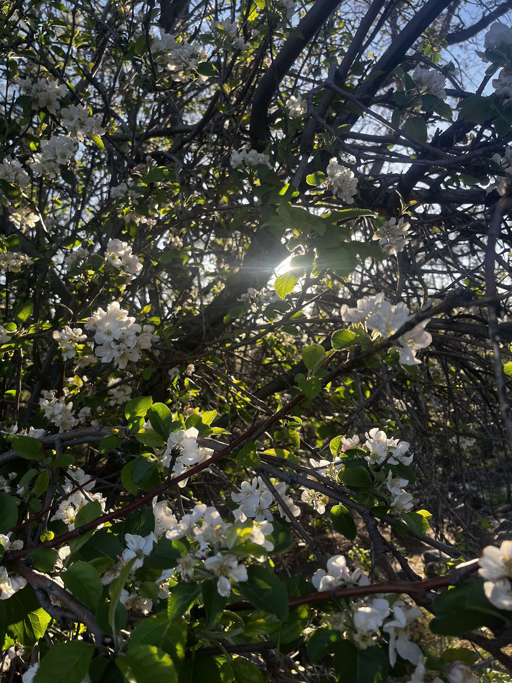 Sunlight through the flowers