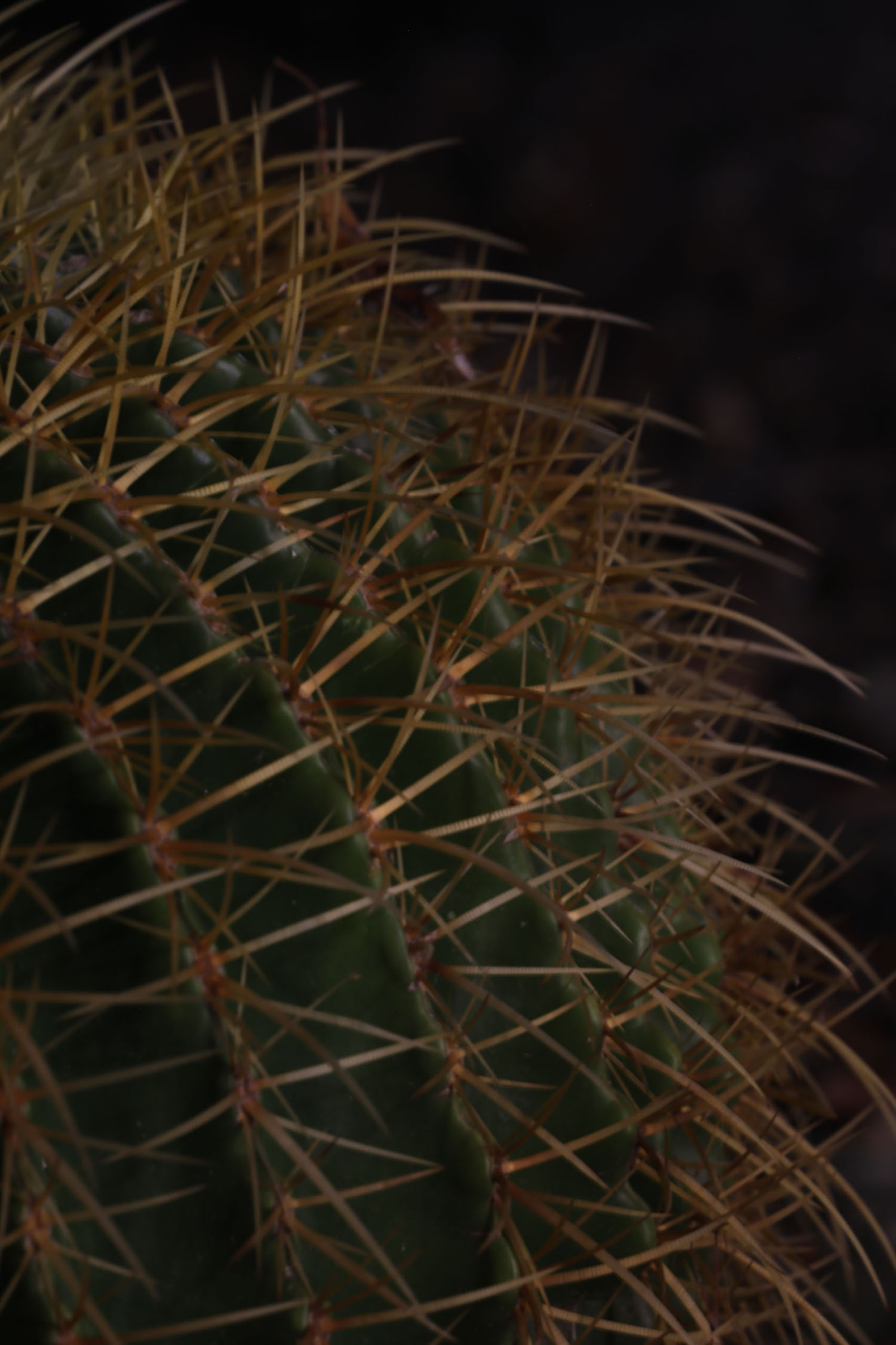 Close up of a cactus