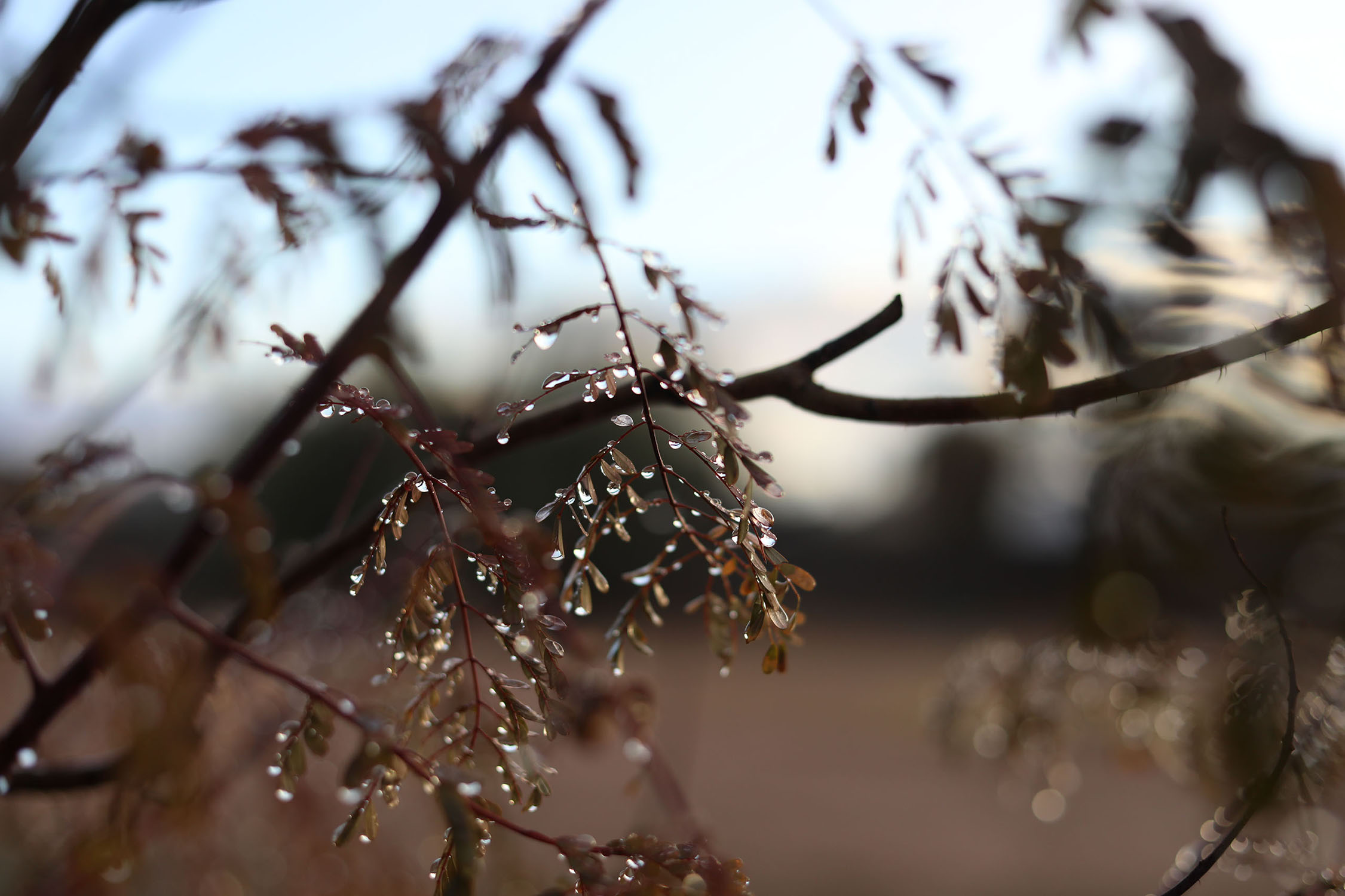 Dew on a plant