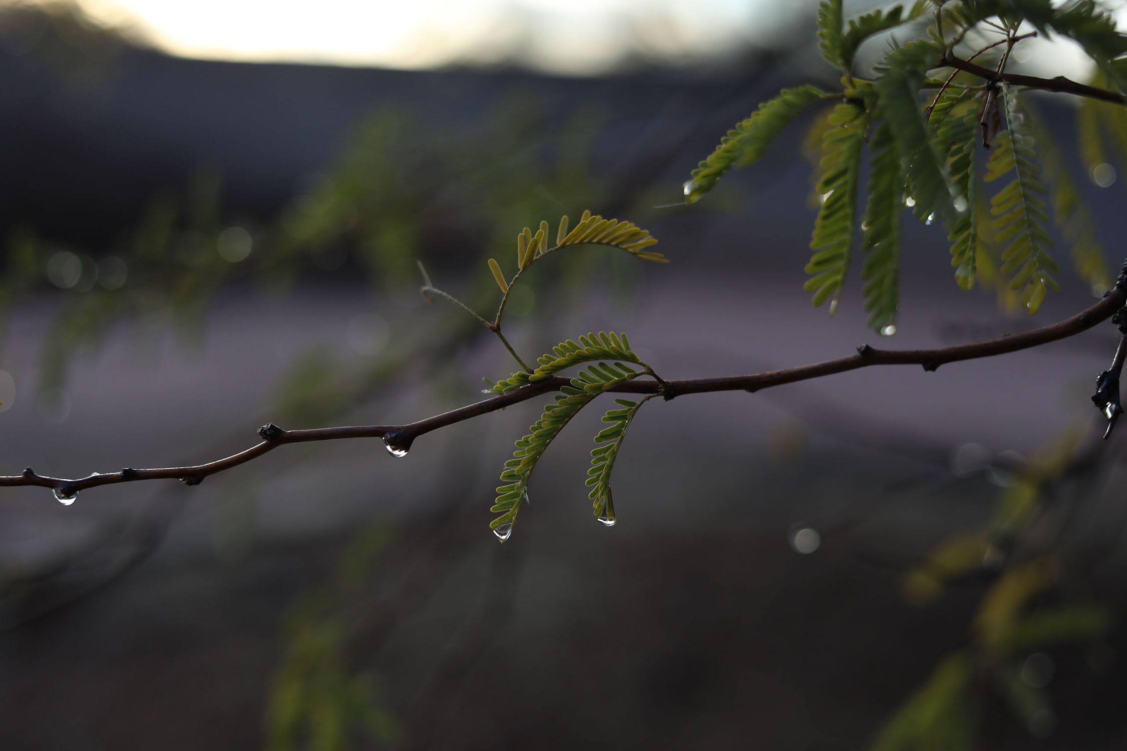 Dew on a Plant