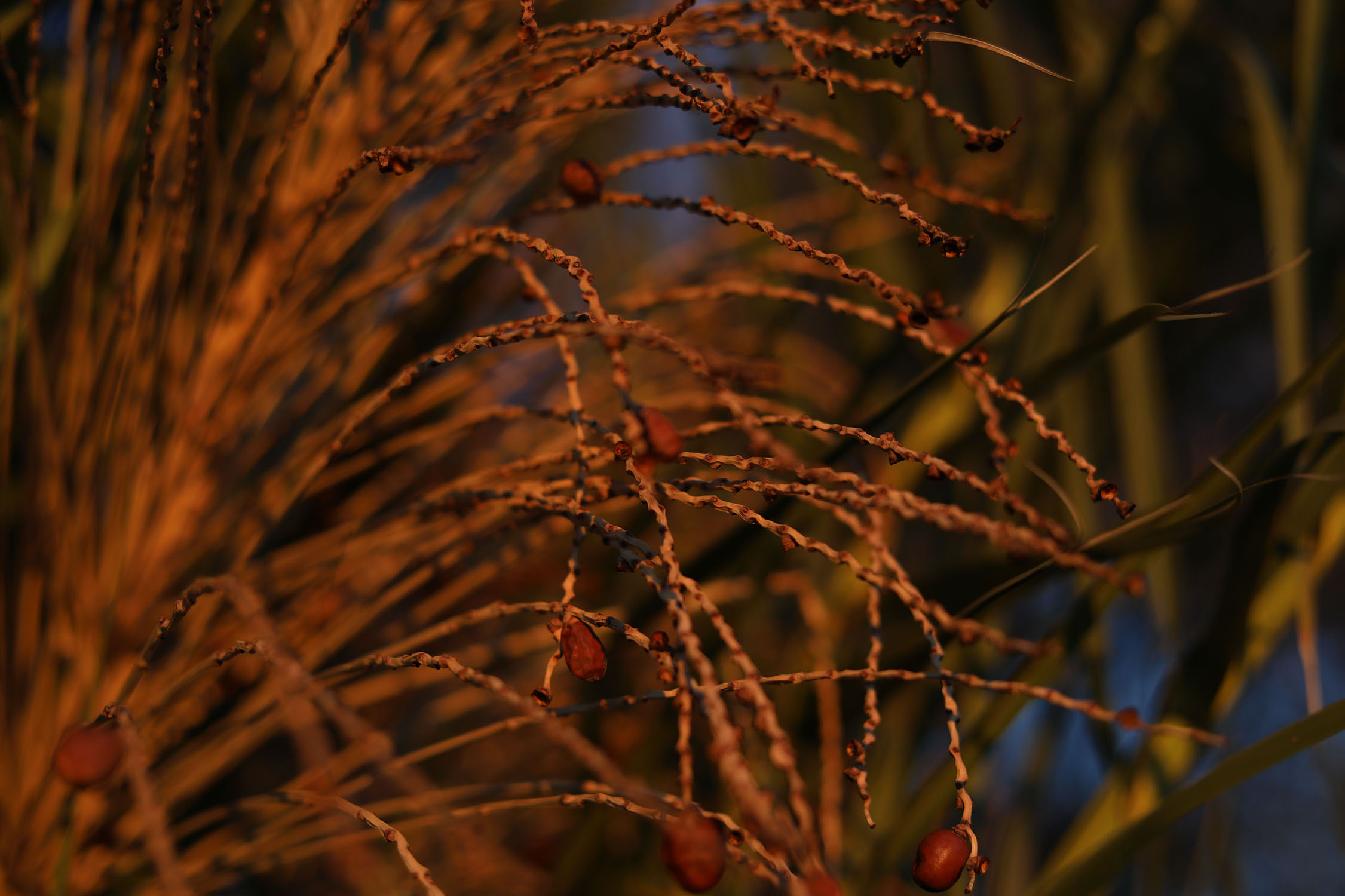 Plants in the sunset