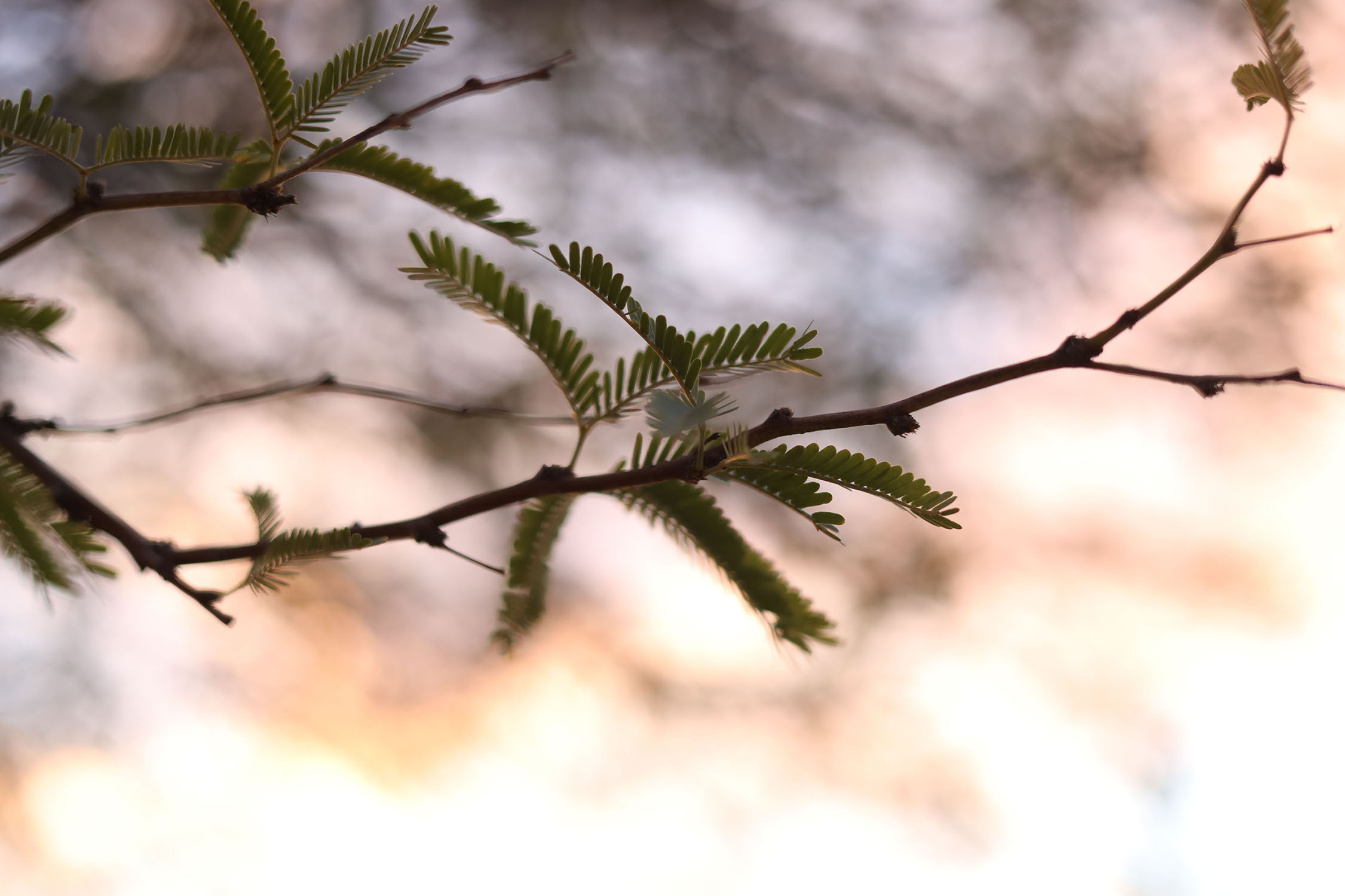 Small leaves on a tree branch