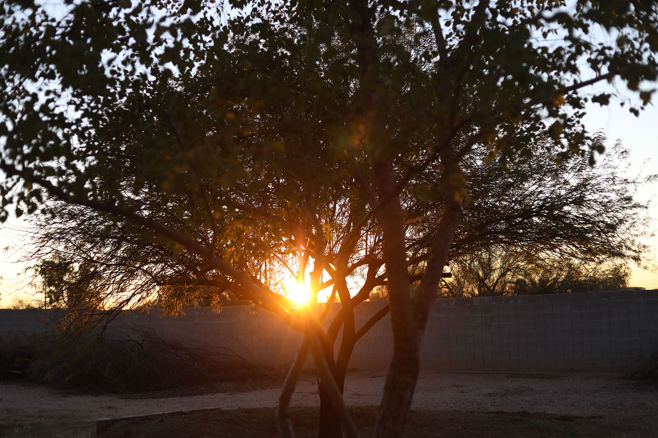 Sunset peaking through the tree branches