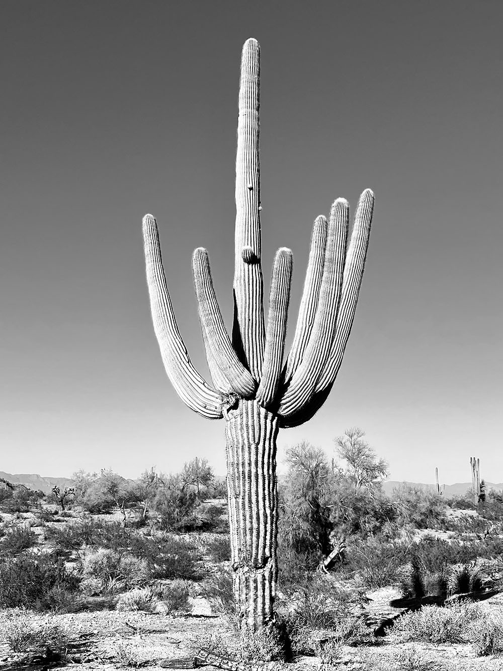 Staff Art Show- Cactus