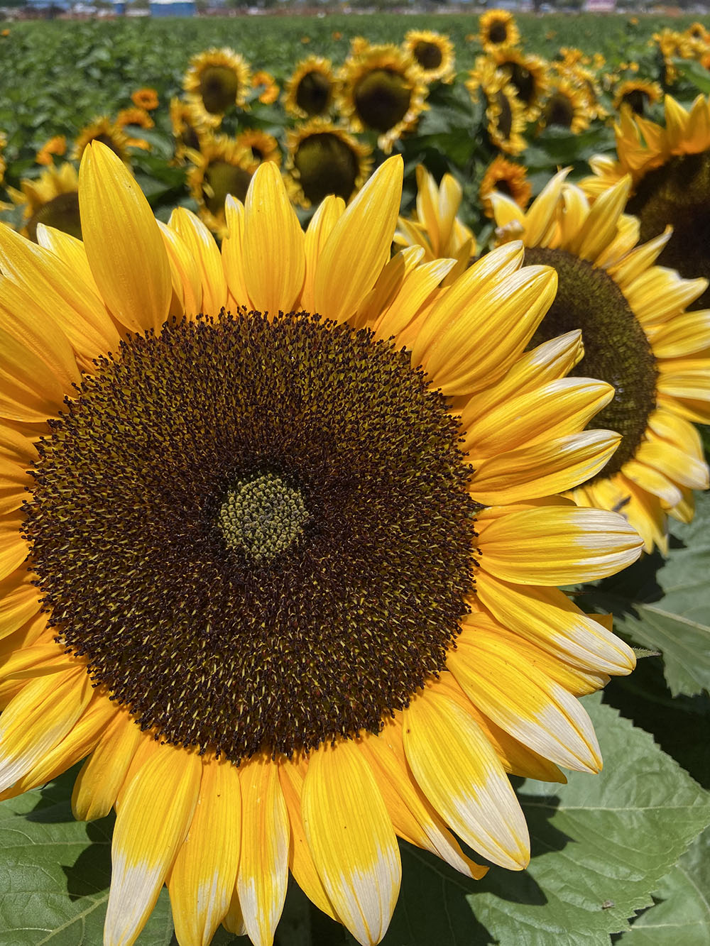 Staff Art Show- Sunflowers