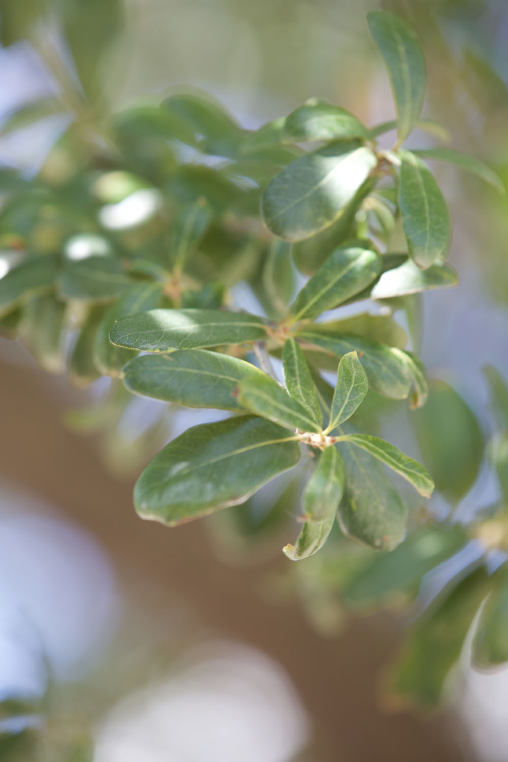 Branch in the DRHS Courtyard