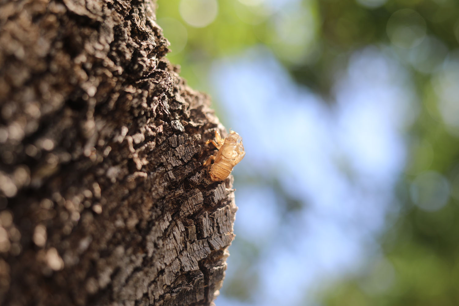 A bug left his cocoon