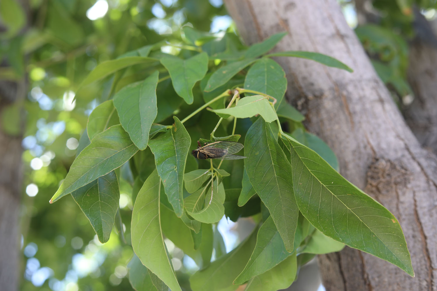 A bug in a tree