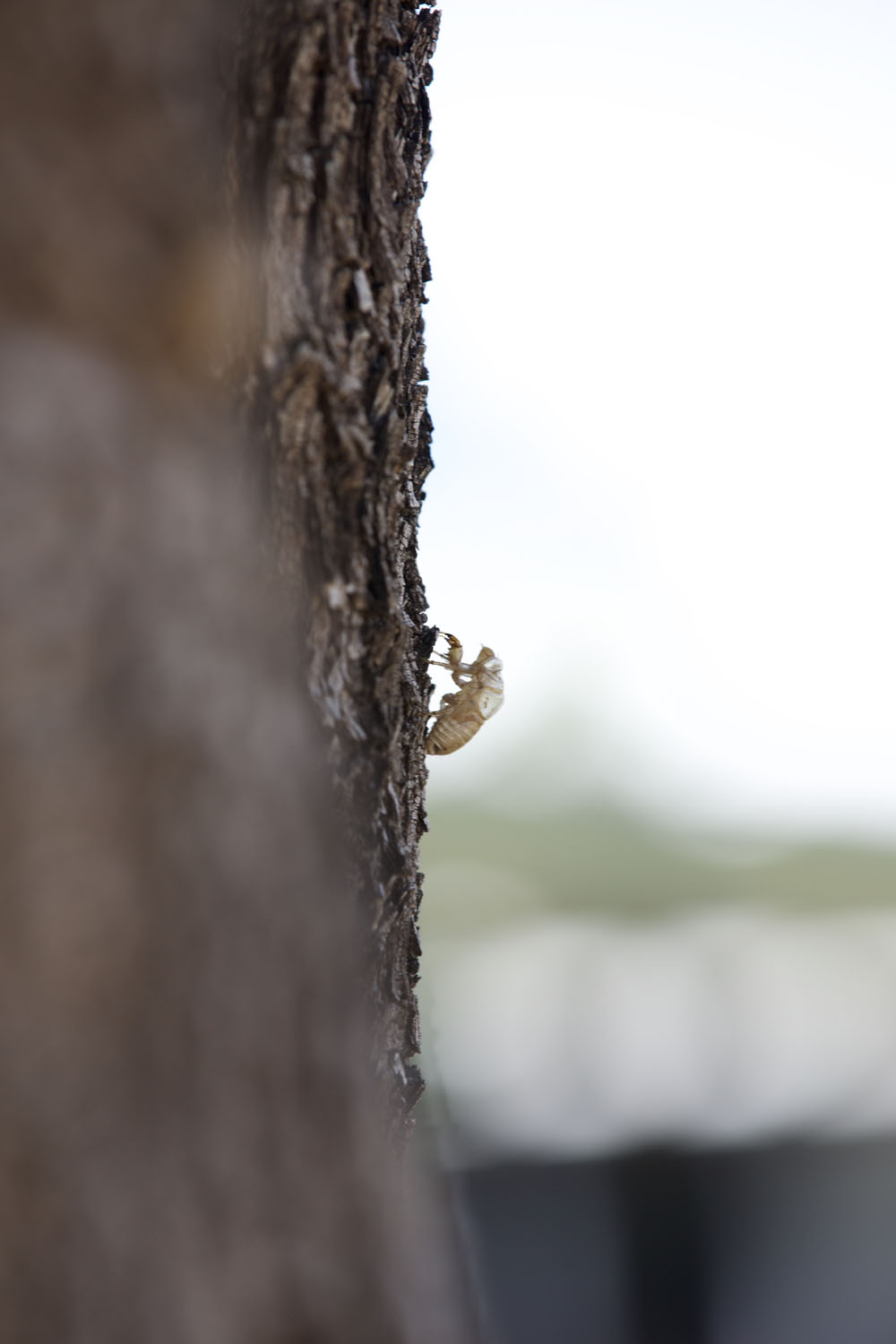 Bug Cocoon on a tree