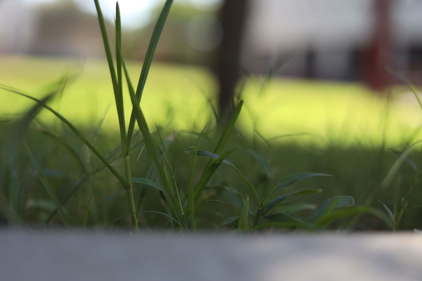 Grass in the DRHS Courtyard