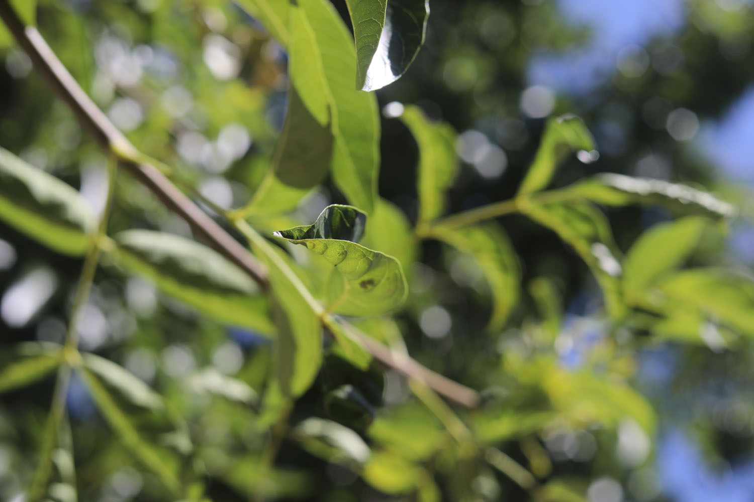 A small leaf in sunlight