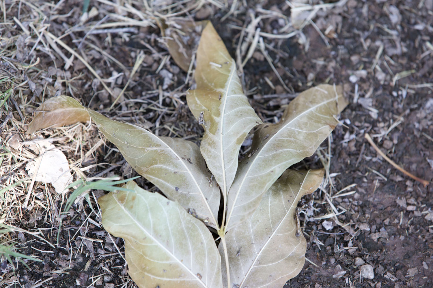 A leaf on the ground