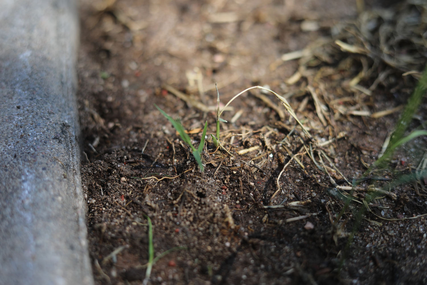 Small blades of grass growing