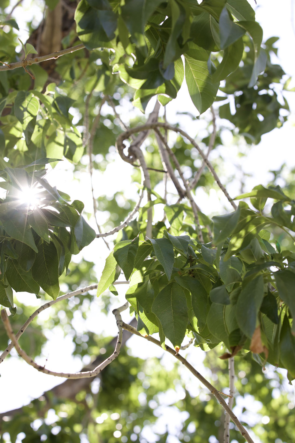 The sun showing through the leaves