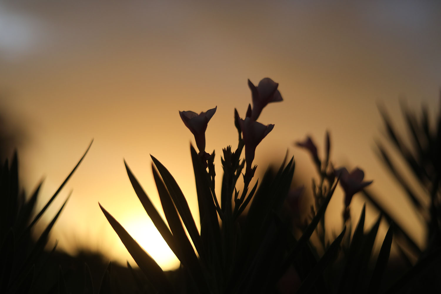 Flowers against the sunset sky